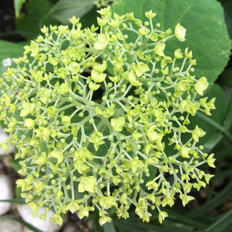 Plant image Hydrangea arborescens 'Incrediball'