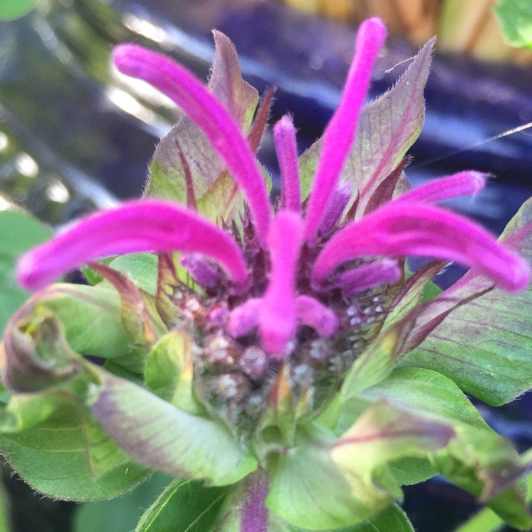 Plant image Monarda 'Scorpion'