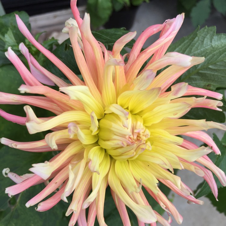 Plant image Dahlia 'Alfred Grille'