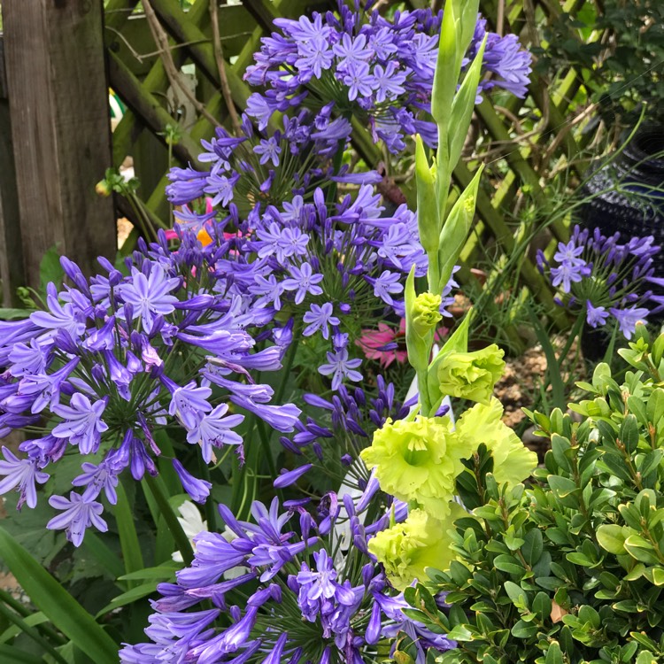 Plant image Gladiolus 'Green Star'