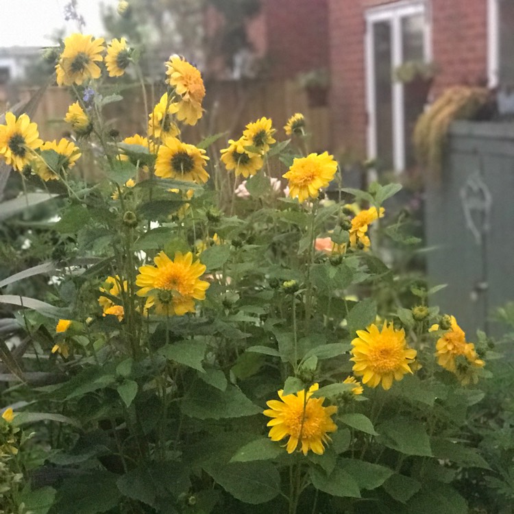 Plant image Helianthus 'Double Whammy'