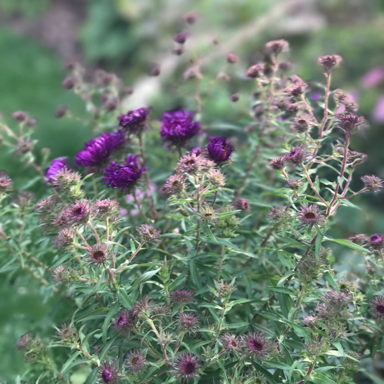 Plant image Callistephus chinensis 'Matsumoto'