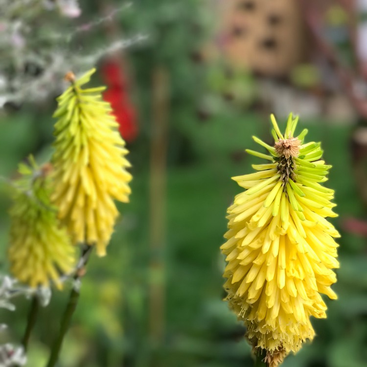 Plant image Kniphofia 'Limelight'