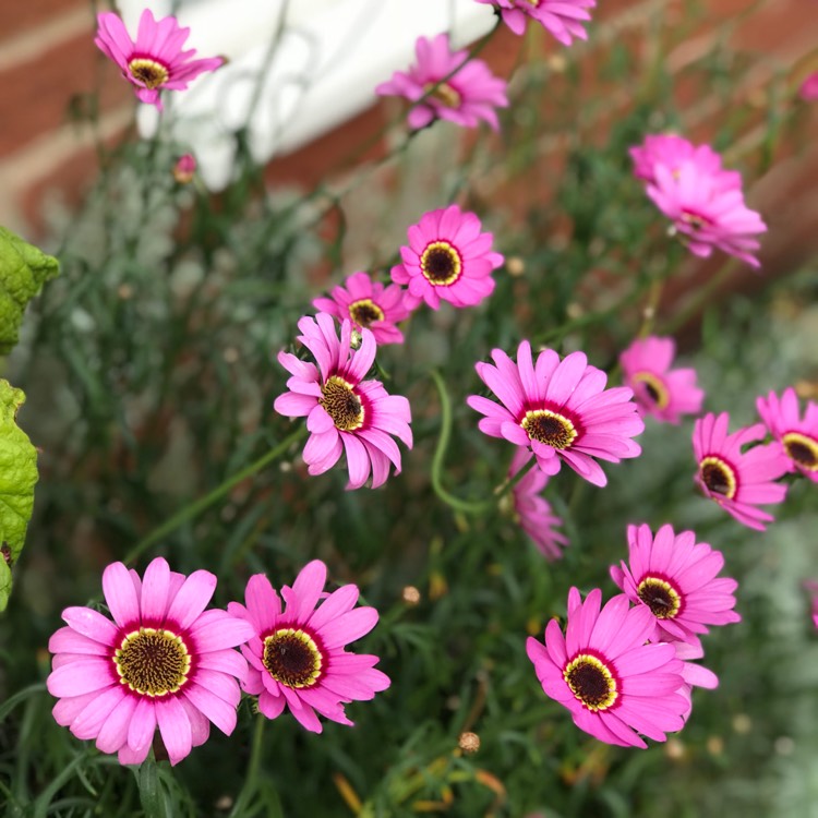 Plant image Argyranthemum 'Pink Halo'