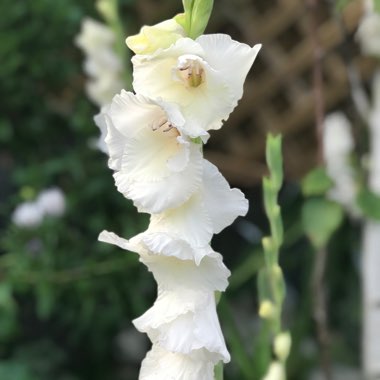 Gladiolus 'Bangladesh'