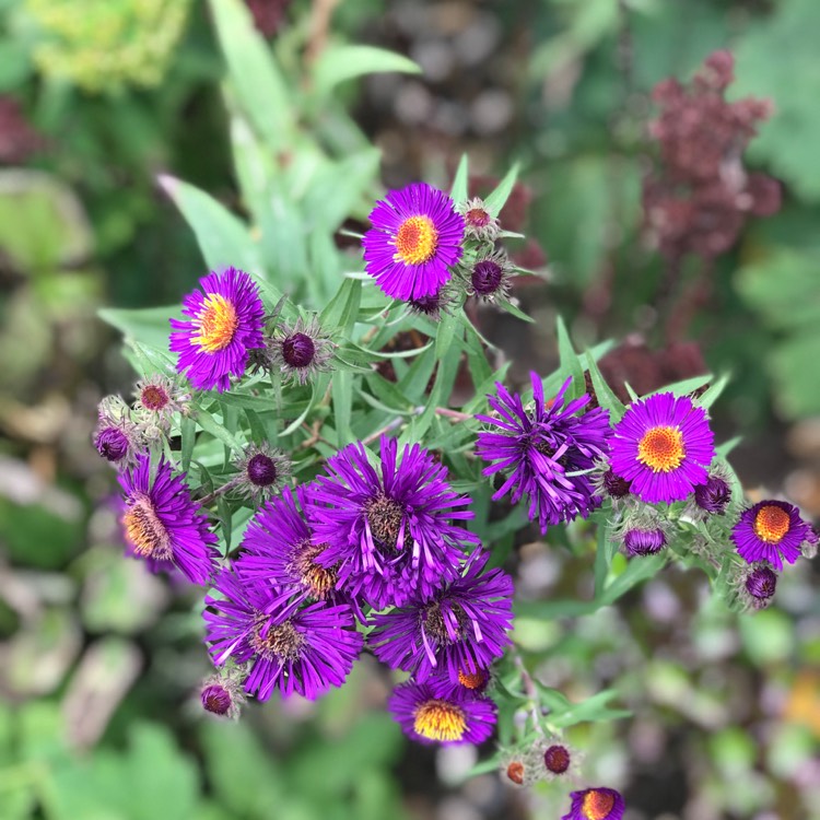 Plant image Callistephus chinensis 'Matsumoto'