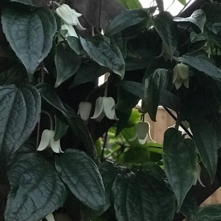 Plant image Clematis urophylla 'Winter Beauty'