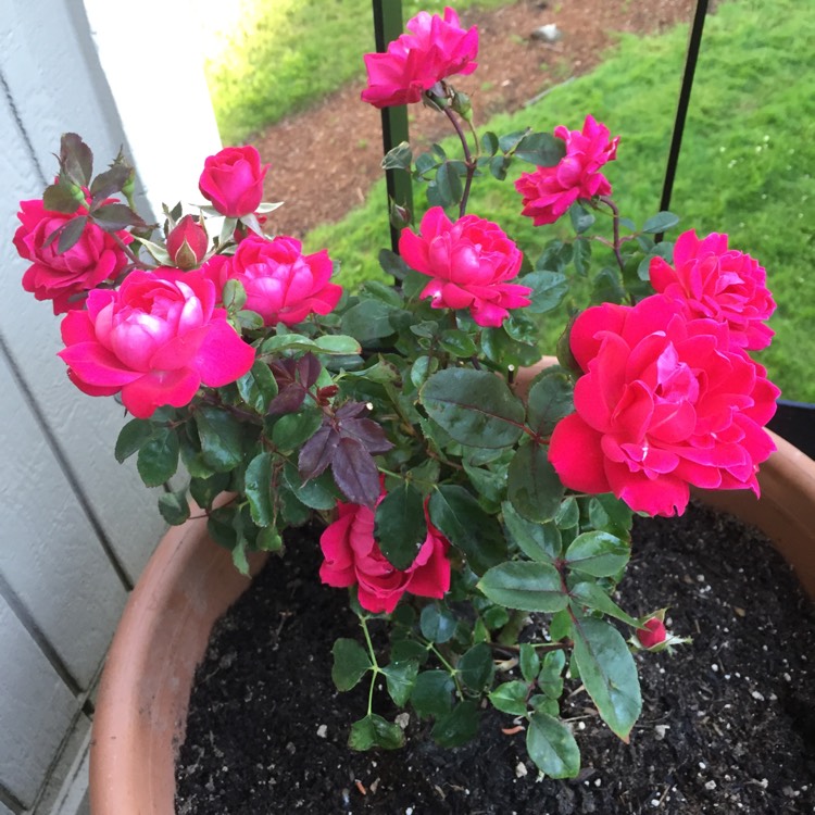 Plant image Rosa 'Flower Carpet Red'