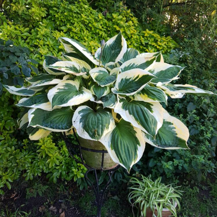 Plant image Hosta 'Aureomarginata' (ventricosa) syn. Hosta ventricosa 'Aureomarginata', Hosta 'Variegata' (ventricosa), Hosta 'Ventricosa Variegata'