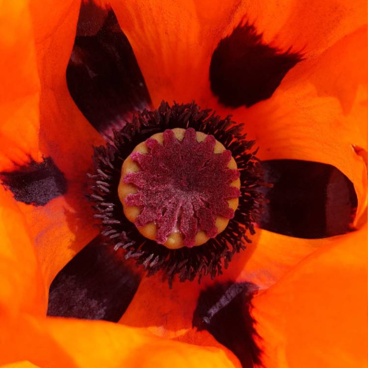 Plant image Papaver orientale 'Brilliant'