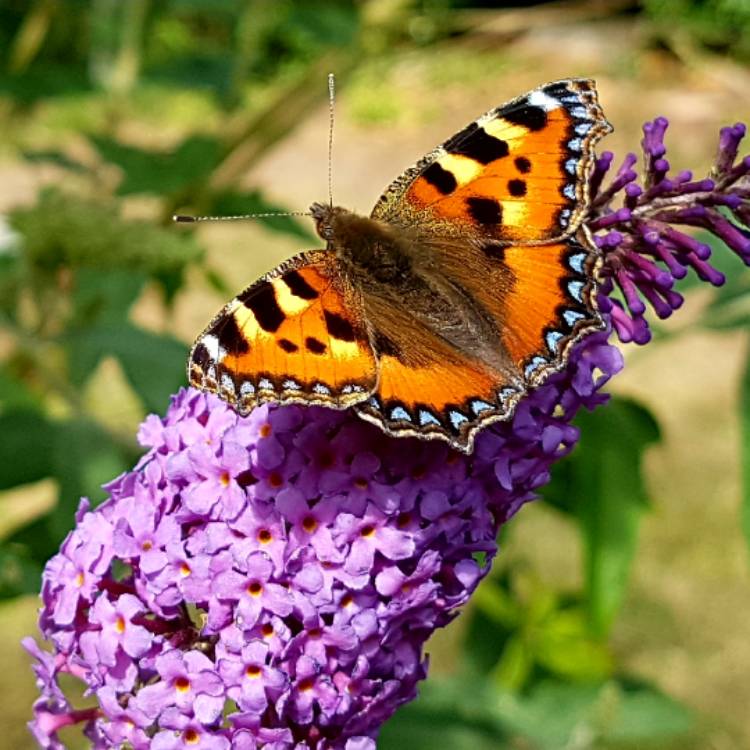 Plant image Buddleja davidii 'Tobudskybl' (Buzz Series) syn. Buddleja davidii 'Buzz Sky Blue'