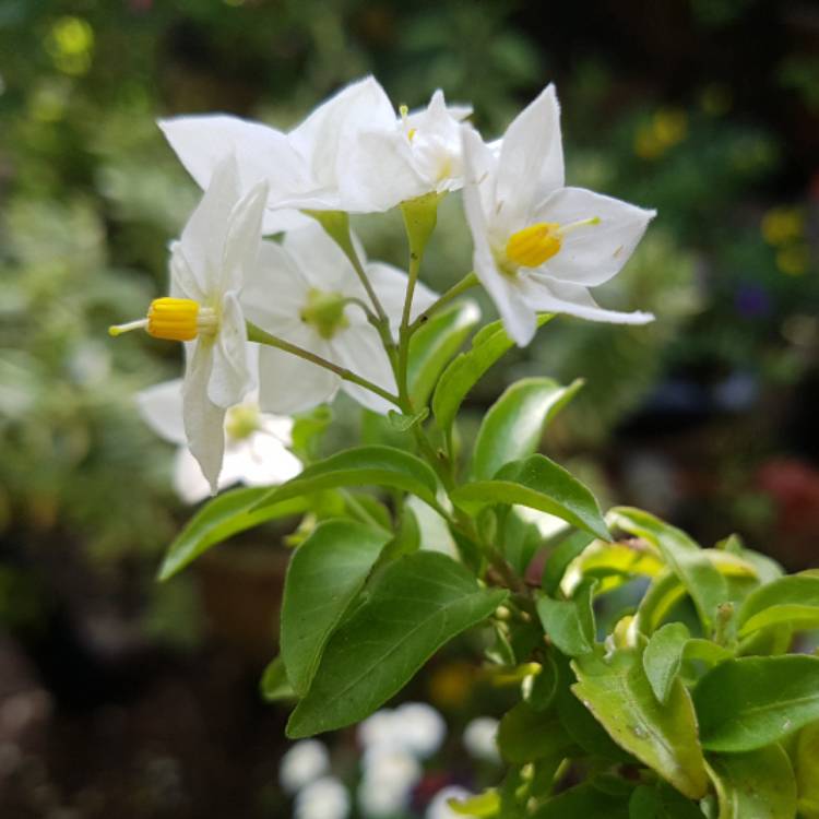 Plant image Solanum Jasminum Album