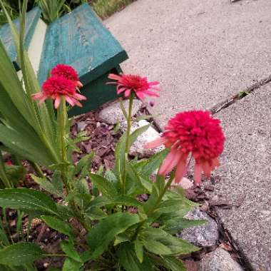 Coneflower 'Hot Papaya'