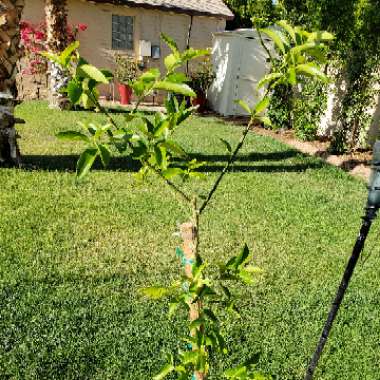 Citrus x latifolia