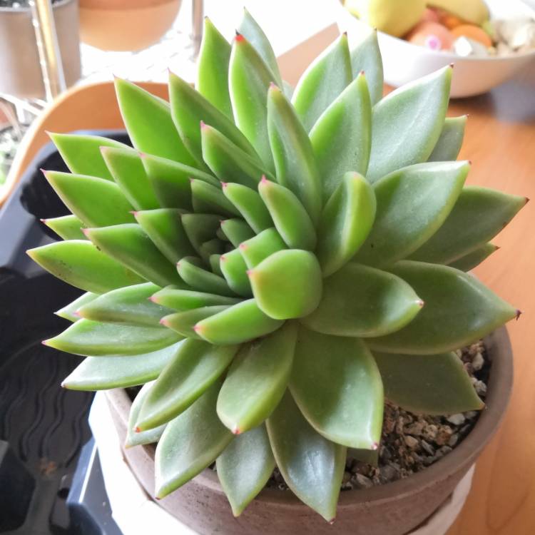 Plant image Echeveria Agavoides Corderoyi