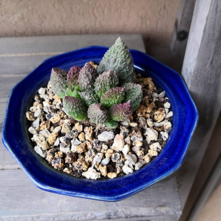 Plant image Adromischus marianae v. herrei