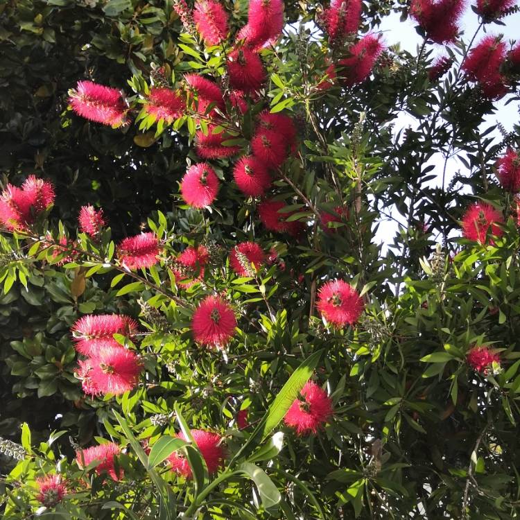 Plant image Callistemon Laevis