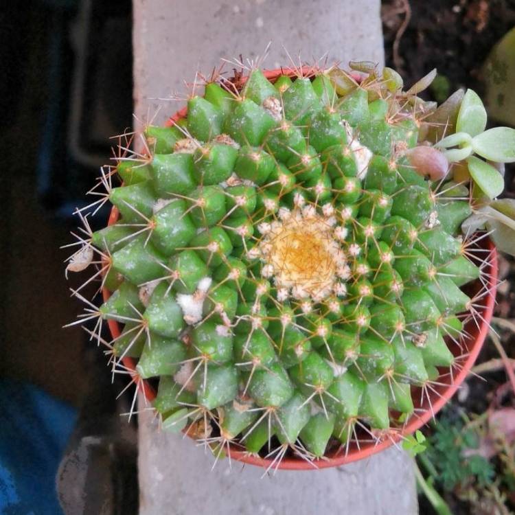 Plant image Mammillaria Marksiana