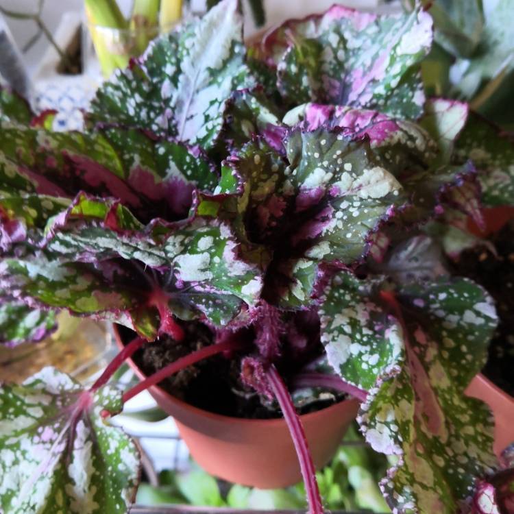 Plant image Begonia (Rex Cultorum Group) 'Casey Corwin' syn. Begonia rex 'Casey Corwin'