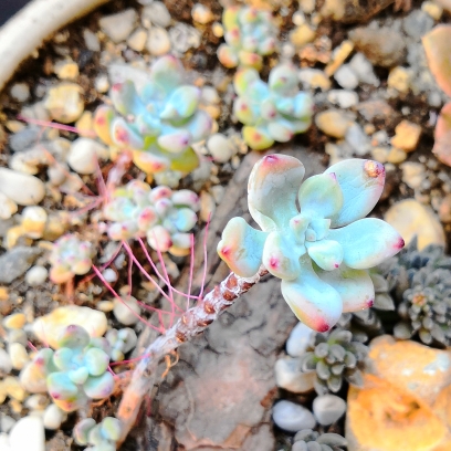 Plant image Sedum Commixtum