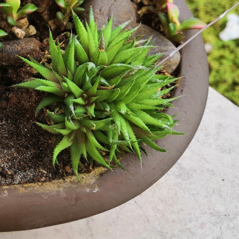 Plant image Haworthia chloracantha var. Denticulifera