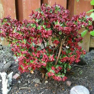 Rhododendron  (Azalea Varieties)