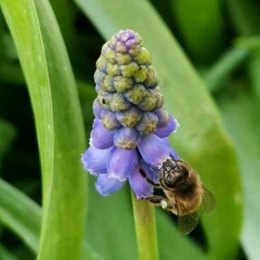 Iain's garden