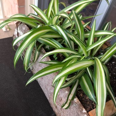 Chlorophytum