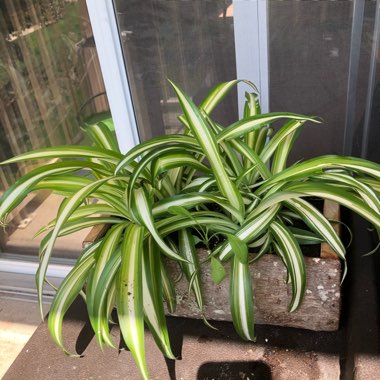 Chlorophytum