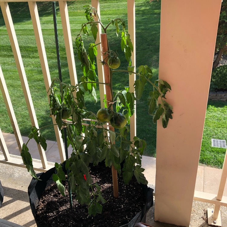 Plant image Solanum lycopersicum 'Better Boy'