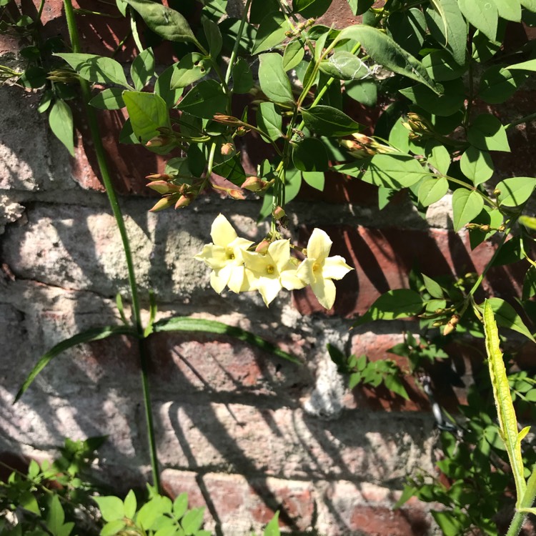 Plant image Jasminum officinale 'Clotted Cream' Syn. 'Devon Cream'