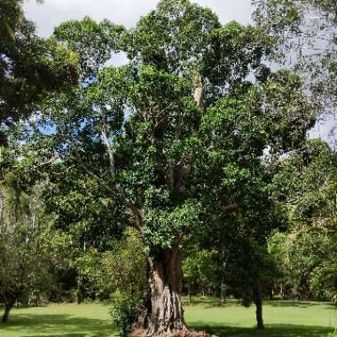 Ficus watkinsiana