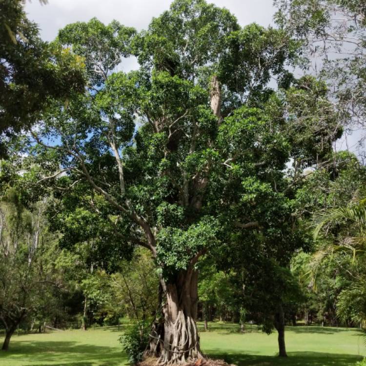 Plant image Ficus watkinsiana