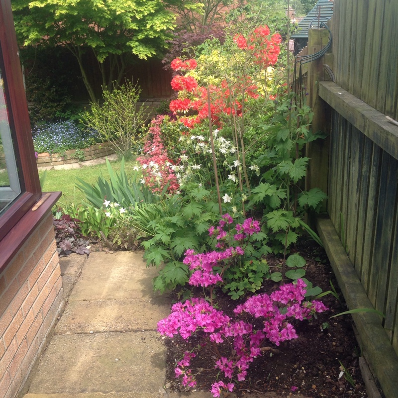 Plant image Rhododendron 'Mollis'