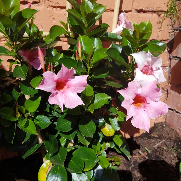 Plant image Mandevilla Sanderi syn. Dipladenia 'Scarlet Pimpernel'