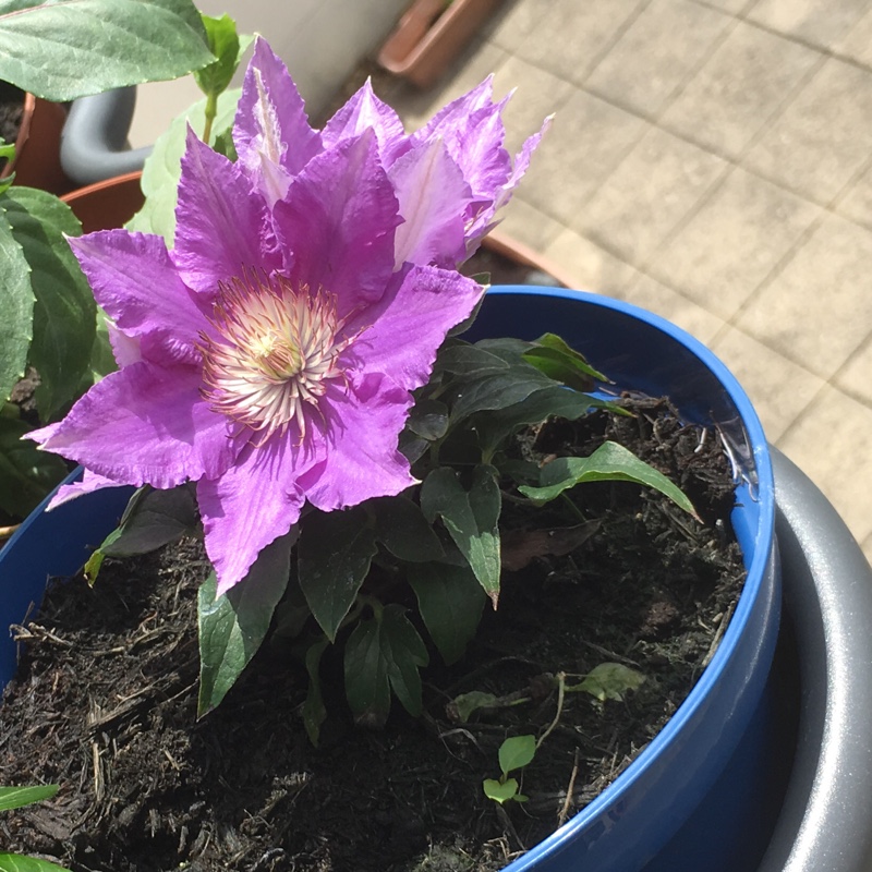 Clematis 'Bijou'