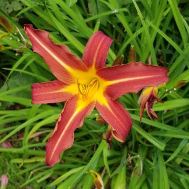 Daylily (Species) Common Orange Daylily