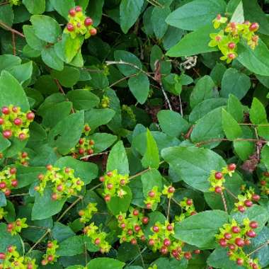 Hypericum balearicum