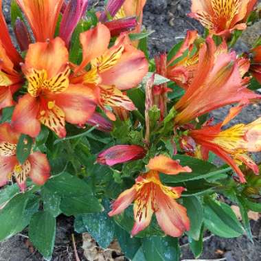 Peruvian Lily