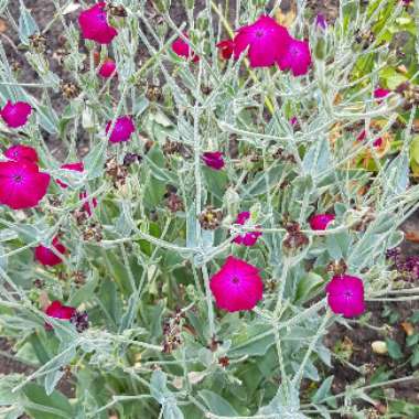 Rose Campion