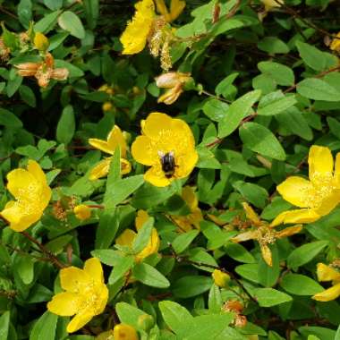 Rose Of Sharon