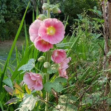 Hollyhock