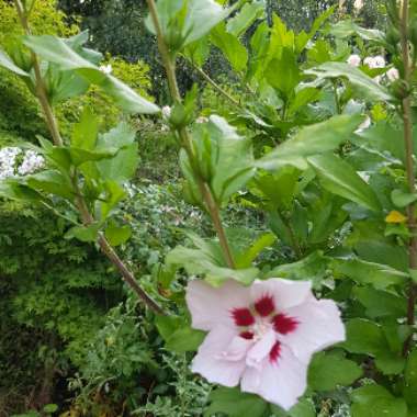 Rose Of Sharon 'Red Heart'