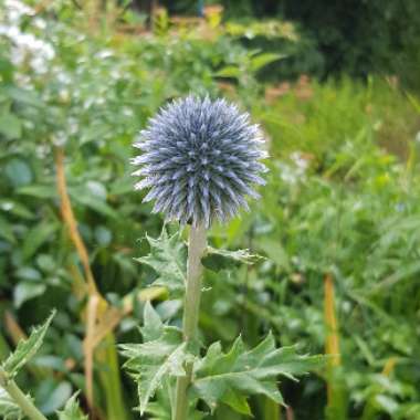 Globe Thistle 'Veitch's Blue'