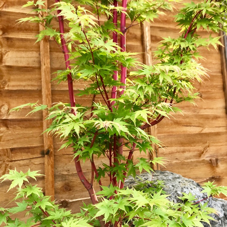 Plant image Acer palmatum 'Sango-Kaku'