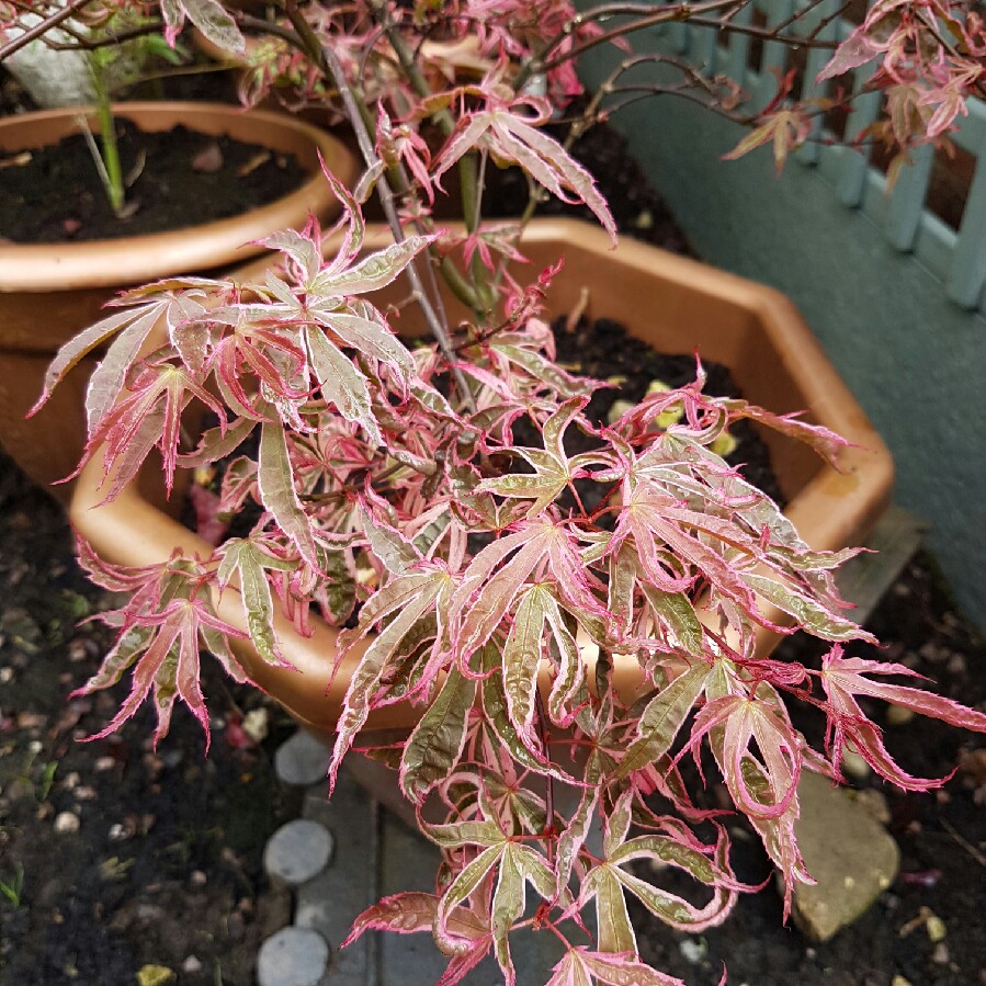 Plant image Acer Palmatum 'Shirazz'