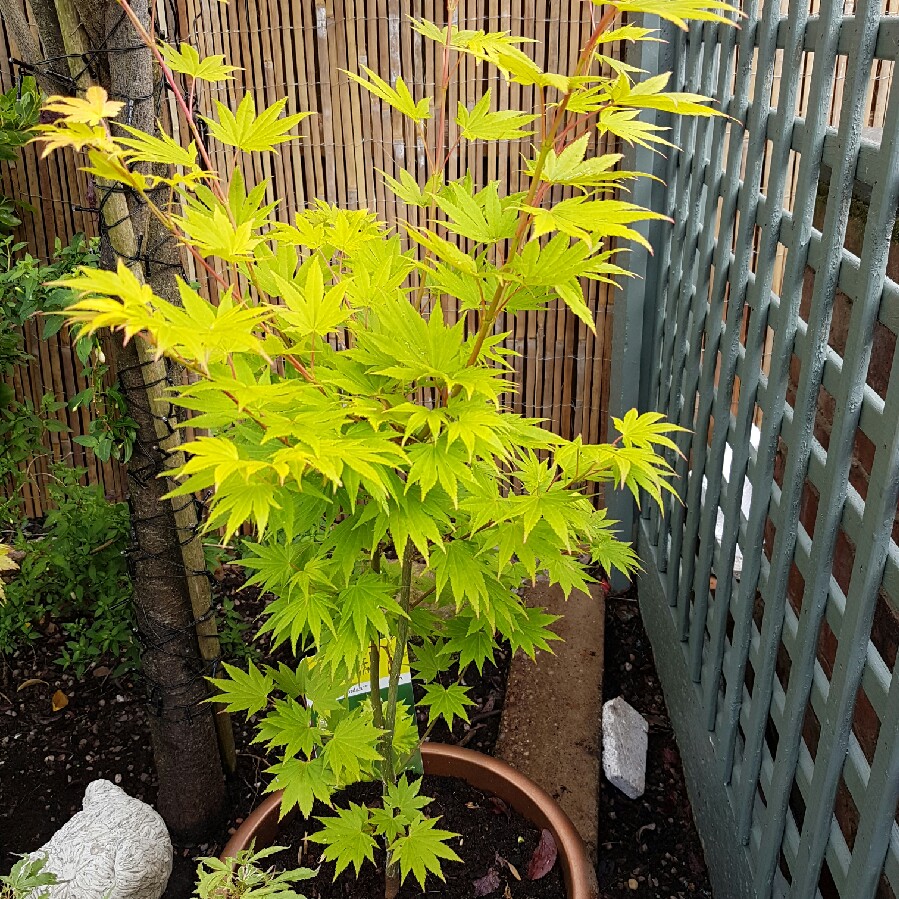 Full Moon Maple 'Jordan'