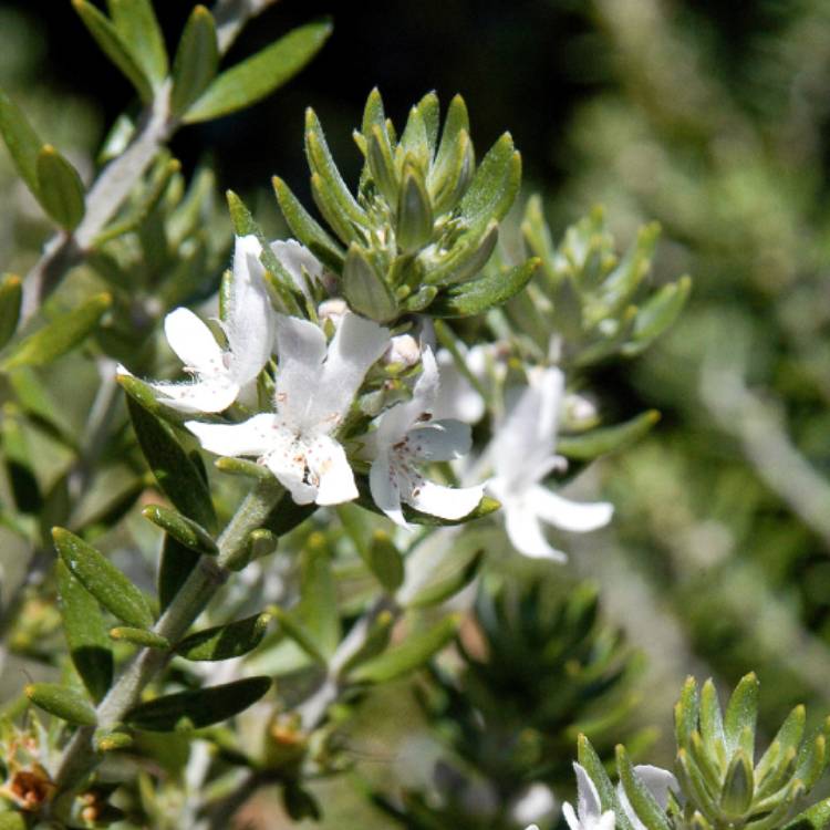 Plant image Westringia fruticosa