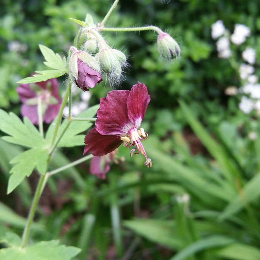 Plant image Geranium phaeum