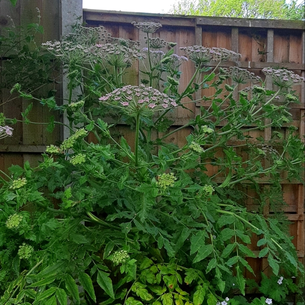 Plant image Melanoselinum decipiens syn. Thapsia decipiens